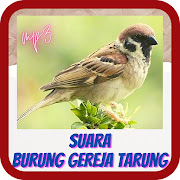 Suara Burung Gereja Mp3 Kicau