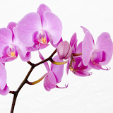 Orchids HD Live Wallpaper icon