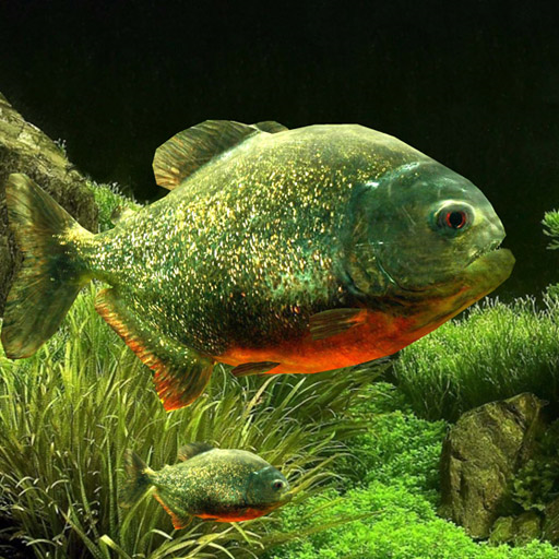 3D Fish Aquarium Wallpaper HD  Icon