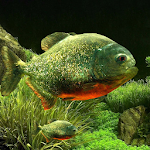 Cover Image of Download 3D Fish Aquarium Wallpaper HD 1.6.3 APK