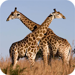 Cover Image of Download Giraffe HD Wallpaper  APK