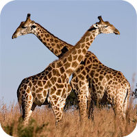 Giraffe HD Wallpaper