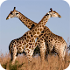Giraffe Wallpaper Best 4K Download on Windows