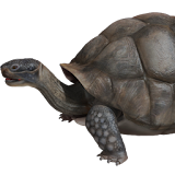 Tortoise 3D icon