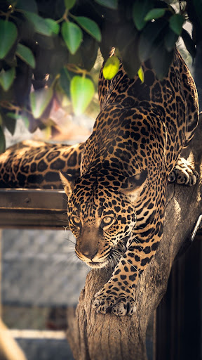 Android application Jaguar Wallpapers screenshort