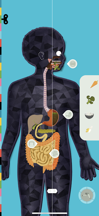 The Human Body by Tinybop - 3.6.5 - (Android)