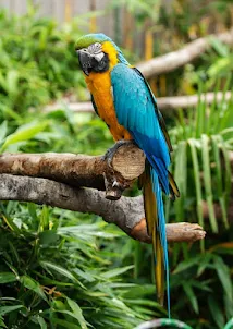 Parrot Wallpapers