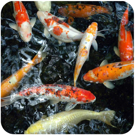 Koi Fish HD Wallpapers - Apps on Google Play