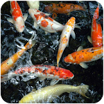 Cover Image of Télécharger Koi Fish HD Wallpapers  APK
