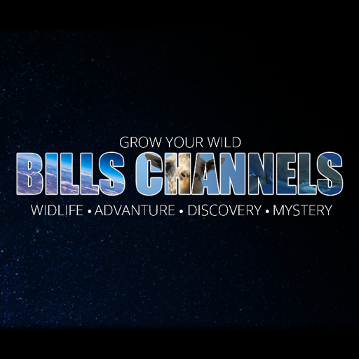 Bills Channel logo