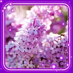 Cover Image of Download Lilac Spring Live Wallpaper  APK