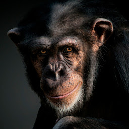 Imagen de ícono de Fondos de pantalla de monos