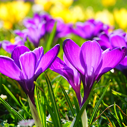 Imagem do ícone Beautiful Spring Flowers Live 