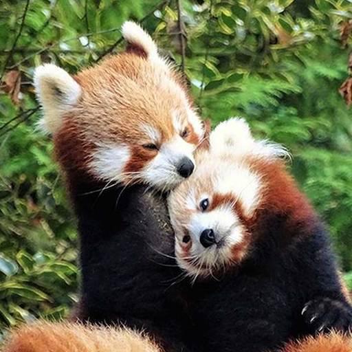 Red Panda Wallpaper Apps On Google Play