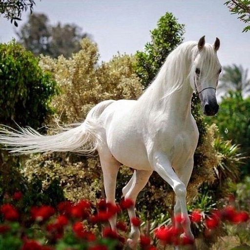 Beautiful horses logo