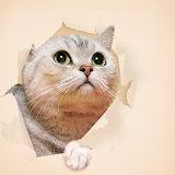 Hey Kitty Atom Theme icon