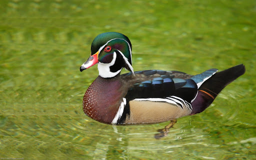 Android application Wood Duck Wallpaper HD screenshort