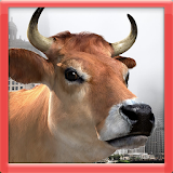 3D Cow Game icon