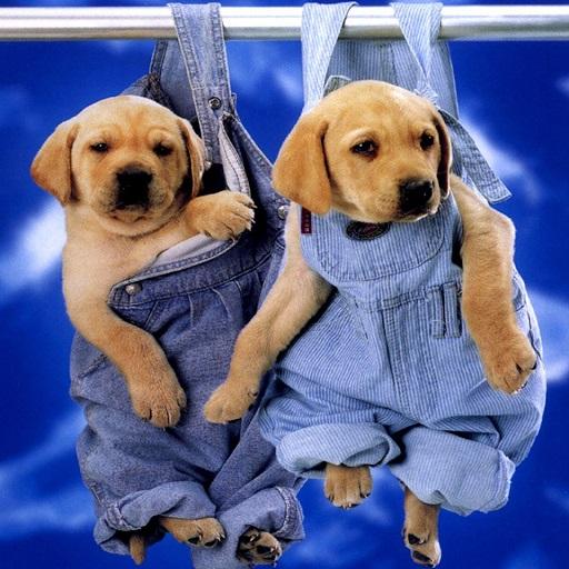 Puppy Wallpapers logo