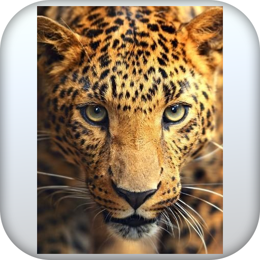 Leopard Wallpaper Download on Windows