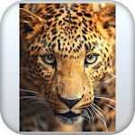 Cover Image of Download Leopard Wallpaper  APK
