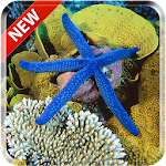 Starfish 3D Free Live Wallpaper Apk