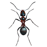 Ant simulator icon