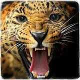 Cheetah Training World icon