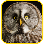 Cover Image of Download Owl wallpaper  APK