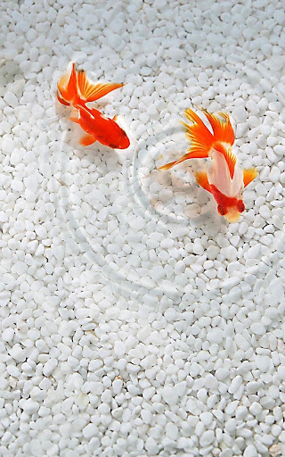 金魚ライブ壁紙 By Hq Awesome Live Wallpaper Google Play 日本 Searchman アプリマーケットデータ