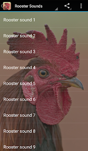 Rooster Sounds Screenshot