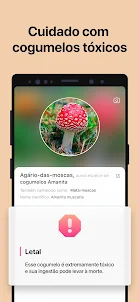 Picture Mushroom - Mushroom ID