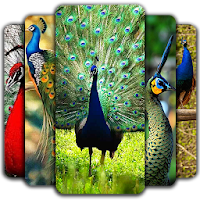 Peacock Wallpapers