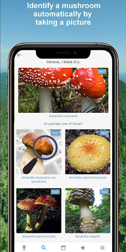 Mushroom Identify - Automatic  2.82 screenshots 1