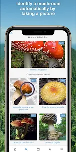 Mushroom Identify - Automatic