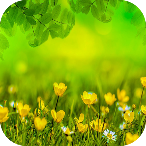 Garden Flower Wallpapers HD - Apps on Google Play