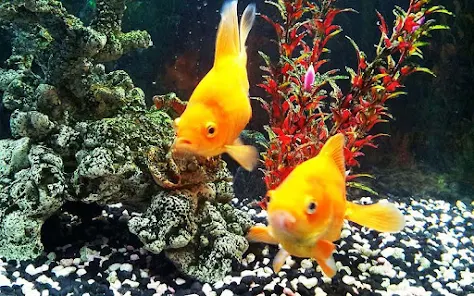 gold fish animated wallpaper