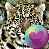 Leopard Series Live Wallpapers icon