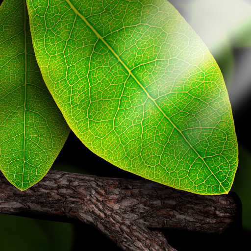 Tap Leaves Free Live Wallpaper  Icon