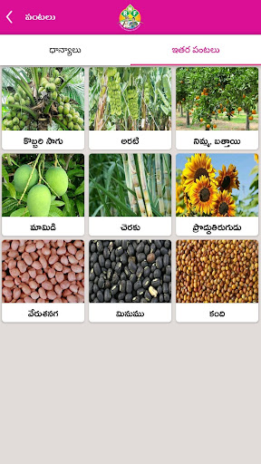 Rythunestham Organic/Natural F Screen 2