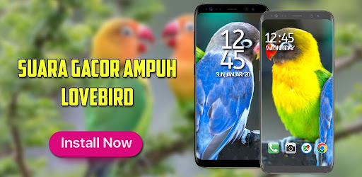 Android application Suara Burung Lovebird Ngekek screenshort