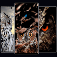 Animals HD Wallpaper-OWL 4K