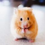 Cover Image of Tải xuống Hamster Wallpaper 1.01 APK