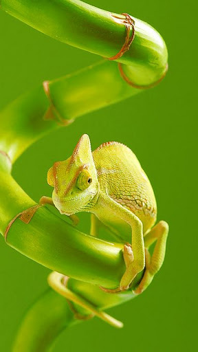 Android application Chameleon Wallpaper screenshort