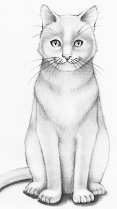 How to draw cats easy