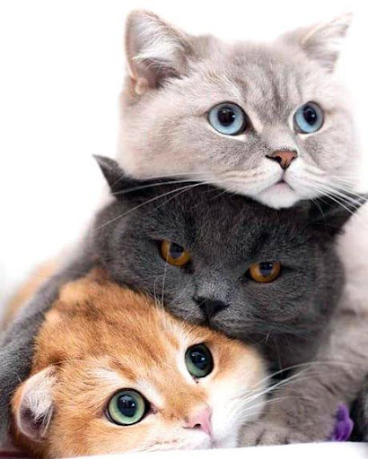 Cute Kittens Screen 3