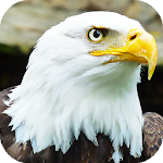 Cover Image of डाउनलोड Eagle Wallpapers: backgrounds hd 4.0 APK
