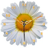 Daisy Flower Clock icon