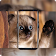 Cute Animals Wallpaper HD - New icon