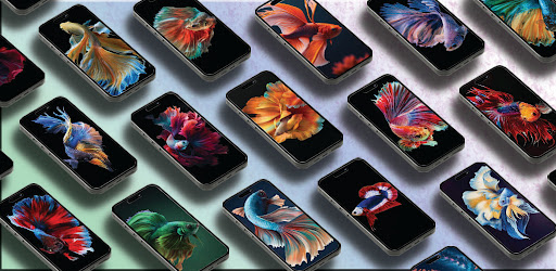 Android application Betta Fish Wallpaper screenshort